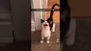 POV: Cats Can Talk | not mine | #omgsocutecat