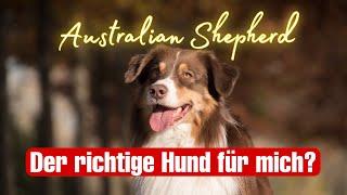 Ist ein Aussie der richtige Hund für mich? | Australian Shepherd | Streamside Aussies