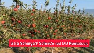 GALA APPLE  SCHNICO RED M9 Rootstock,2years  Old Plants, apple tree,