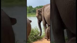 الفيل في سريلانكا 4K #سريلانكا #السياحة_في_سريلانكا #travel
