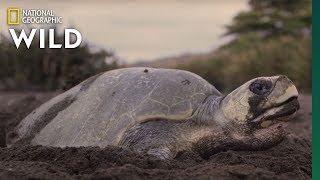 Sea Turtles Nest in Costa Rica | Nat Geo WILD