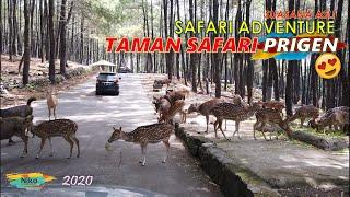 Taman Safari II Prigen TERBARU - Safari Adventure di Musim Pandemi MANTAB!!!