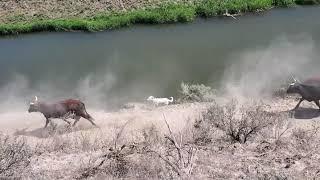 Gathering Cattle with Border Collies