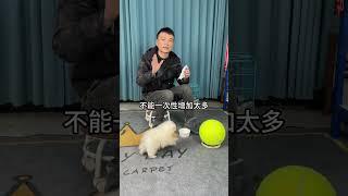 小狗到家怎么喂，刚到家的小狗，喂多了怕撑着，喂少了怕饿着，我家狗狗到底该喂多少克粮呢？这个问题一直困扰着很多新手家长。#养狗人 #养狗经验分享 #狗狗 #科学养宠攻略 #养宠进阶指南