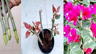 Use Natural Ingredient to Grow Bougainvillea cuttings