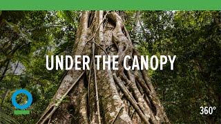 Under The Canopy (360 video) | Conservation International (CI)