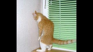  Bring back the curtains, I’m offended!  A selection of funny videos of cats, kittens and dogs! 