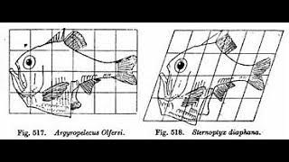 Biological Structuralism