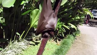 Flying fox vliegende hond Vleerhond Grote Vleermuis Indonesië de naam Kalong in latijns Pteropodidae