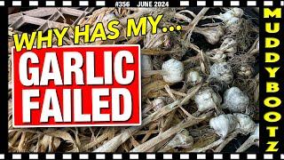 356 GARLIC HARVEST  SHALLOT HARVEST  PARSNIP THINNING