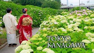 Hydrangeas are in full bloom at Downtown Tokyo and surrounding areas.東京、神奈川で紫陽花が満開