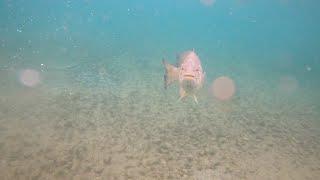 Snorkeling in Traverse Bay and attacked by a BASS!!