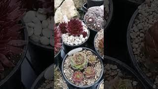 Молодило. Обзор сортов sempervivum.