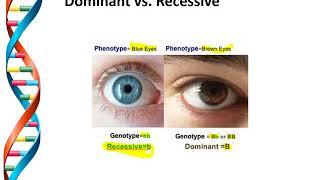 10 Science - Genotype and Phenotype - Homozygous and Heterozygous