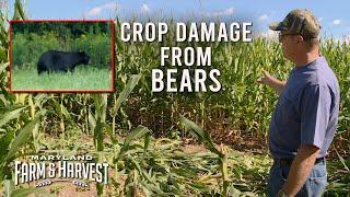 Crop Damage from Bears Costs Farmers $$$$ | Maryland Farm & Harvest