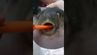 Funny Puffer fish eating carrot￼