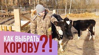 Как выбрать корову? Личный опыт. Жизнь в деревне.