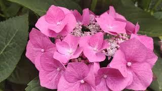 Гортензия крупнолистная "Блаумайзе" (Hydrangea macrophylla 'Blaumeise')