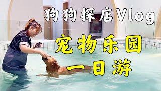 宠物室内乐园一日游 ｜狗狗探店Vlog，我们去了杭州最大的室内宠物游乐园 【养汪事务所】