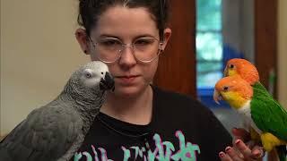 Live With Apollo the Talking Parrot