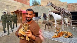 Mini Zoo Big Surprise || Shehr Main Dihat || Turab And Sibtain