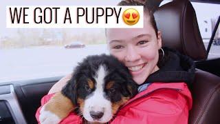 WE GOT A BERNESE PUPPY!! | Getting The Puppy + Puppy's First Day | Bernese Mountain Dog | Emma Bauer
