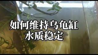 無過濾養龜水質怎麼穩定？ 長時間保持龜缸水質，這有四種簡單方法深水養龜新手指南，深水養龜方法和注意事項，鶇龜先生養龜視頻