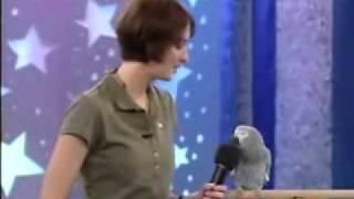 * Einstein the famous talking African Grey Parrot! *