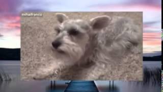 забавное видео про собак