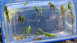praying mantis meets leaf locust, dragonfly ||insect hunting||