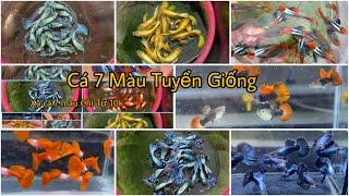 Khuyến Mãi Cuối Năm Cá 7 Màu Siêu Đẹp Tuyển Giống Với Giá Siêu Rẻ. Guppy Thuần Chủng