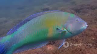 Brightly Colored Fish of Coral Reefs | Nature’s Underwater Gems