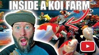 Inside a KOI FARM (PART 1)