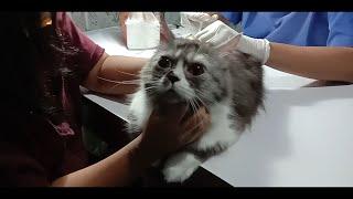 Infeksi Telinga pada kucing (Otitis) - Mimi