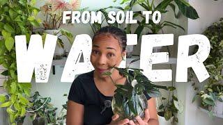 From soil to water - 7 things I wish I knew| Plants that FAIL & plants that THRIVE