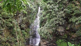 Forêt tropicale à 360 degrés