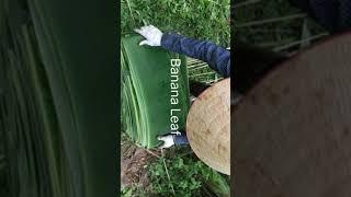 Banana leaf harvesting #banana