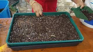 Planting desert roses from seeds