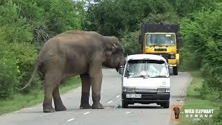 The van driver who attacked the wild elephant with a big knife.