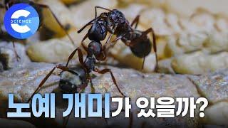 약탈자 본능을 지닌 분개미가 다른 개미굴을 습격해서 하는 일은?