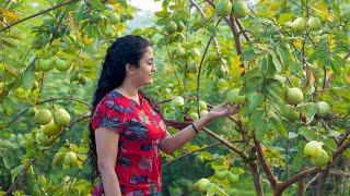 The day of Guava with yummy recipies..,from my home garden| Poorna - The nature girl