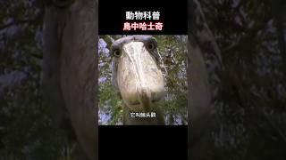 【动物科普】鸟中哈士奇：鲸头鹳！