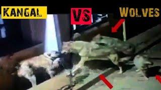 3 Wolves  Attack 1 Kangal | This End Up Badly For Wolves