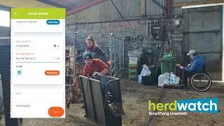 How Karen Moynihan Stays Bord Bia Compliant & Registers Calves with Ease!