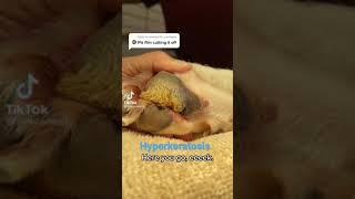 Hyperkeratosis on dogs