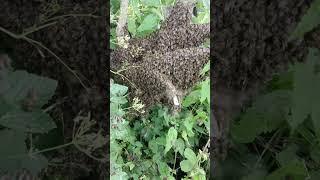 Рой пчёл, как посадить, как поймать матку #пчеловодство #пчелы #матка