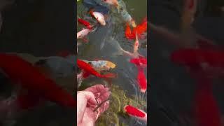 Koi fish pond | trip back home