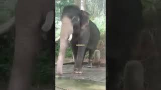 wild animal elephant dance #shorts #viral #elephant #wildlife #viralvideo #youtubeshorts #trending
