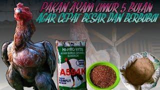 PAKAN AYAM UMUR 5 BULAN AGAR CEPAT BESAR DAN BERBOBOT