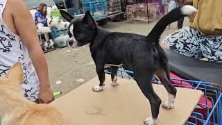 Bocaue Bulacan Pets and Animals Market / Wandering Bicolana